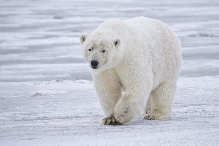 1280px-Polar_Bear_-_Alaska