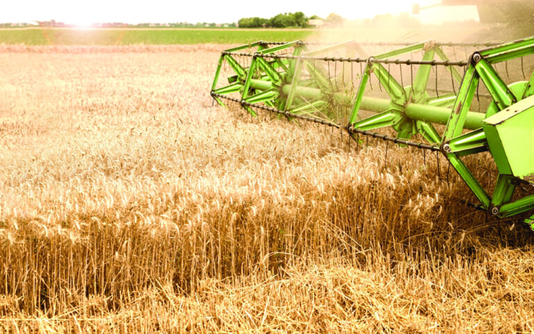 Combine harvester working in wheat field.
