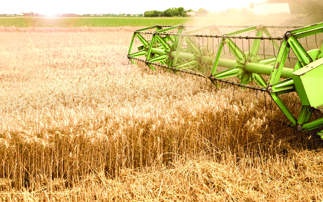 Combine harvester working in wheat field.