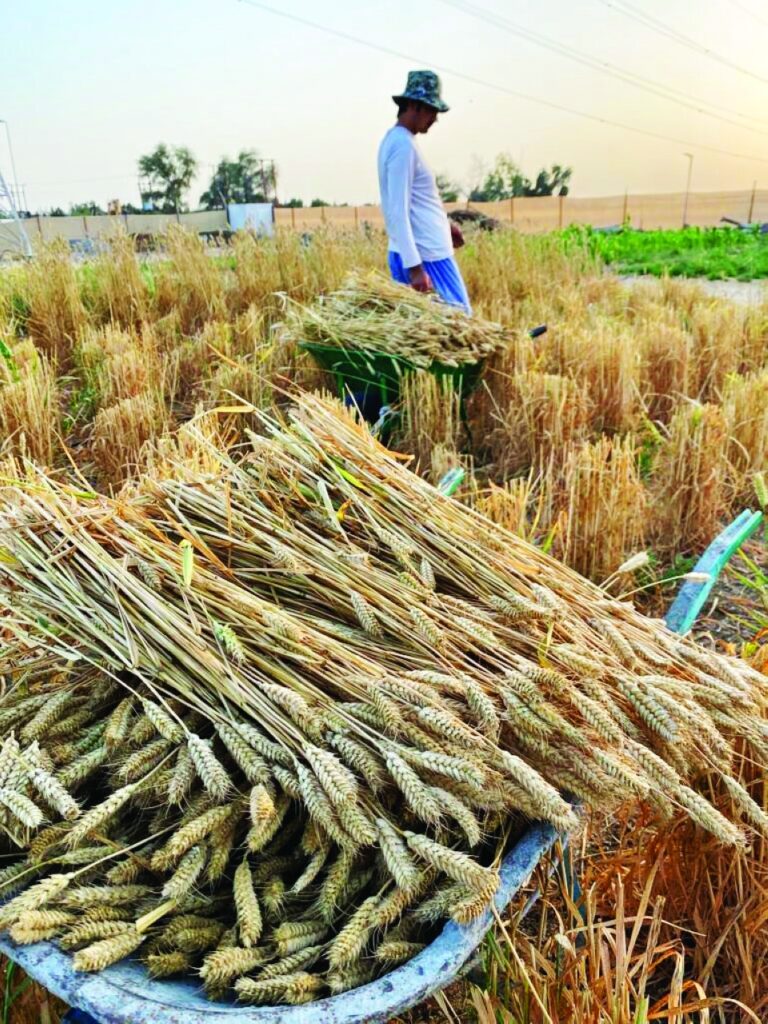 "ظ‚ظ…ط­ ط§ظ„ط¥ظ…ط§ط±ط§طھ" ظ…ط¨ط§ط¯ط±ط© ظˆط·ظ†ظٹط© طھظ†طھط¬ ط£ظƒط«ط± ظ…ظ† 80 ط·ظ†ط§ ظپظٹ ظƒط§ظپط© ط£ظ†ط­ط§ط، ط§ظ„ط¯ظˆظ„ط© 1