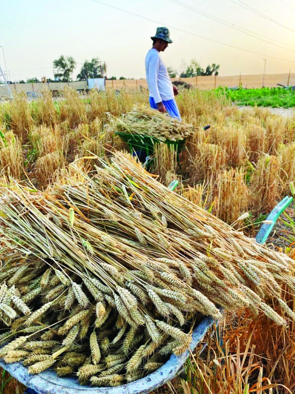 "ظ‚ظ…ط­ ط§ظ„ط¥ظ…ط§ط±ط§طھ" ظ…ط¨ط§ط¯ط±ط© ظˆط·ظ†ظٹط© طھظ†طھط¬ ط£ظƒط«ط± ظ…ظ† 80 ط·ظ†ط§ ظپظٹ ظƒط§ظپط© ط£ظ†ط­ط§ط، ط§ظ„ط¯ظˆظ„ط© 1