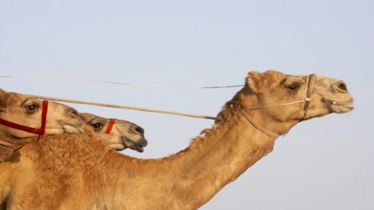 image - 2022-07-30T164301.559