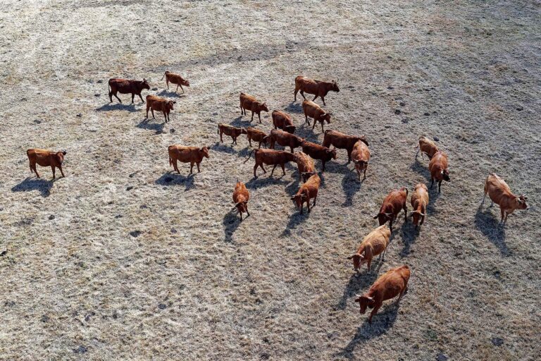 Secheresse. Elevage bovin en Bretagne
