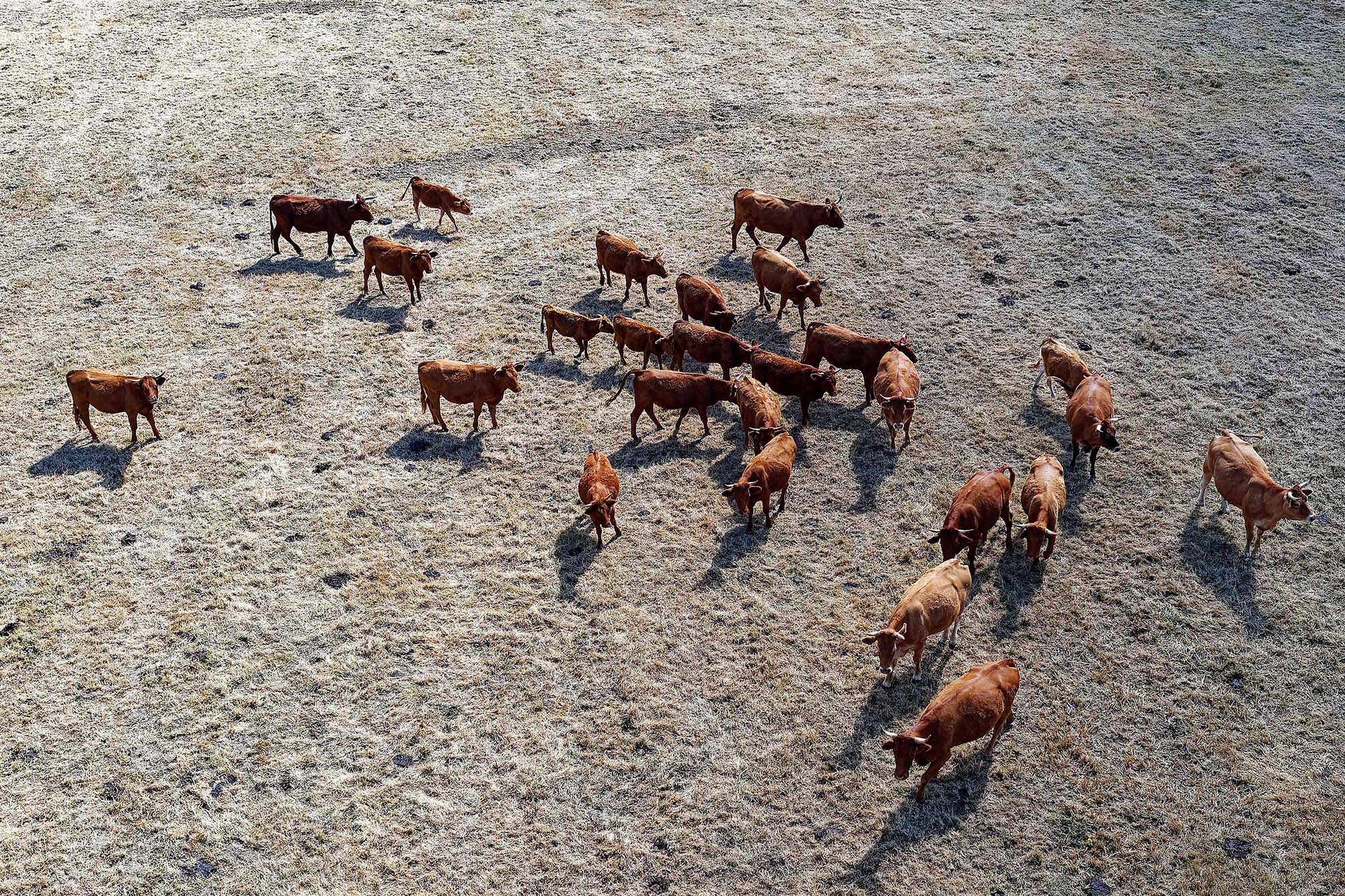 Secheresse. Elevage bovin en Bretagne