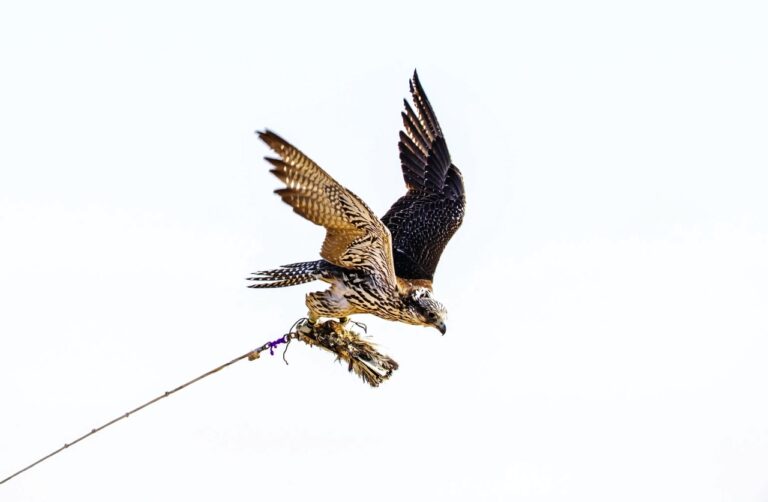 ط§طھط­ط§ط¯ ط§ظ„طµظ‚ظˆط± ظٹط·ظ„ظ‚ ط§ظ„ظ†ط³ط®ط© ط§ظ„ط«ط§ظ†ظٹط© ظ…ظ† ط³ط¨ط§ظ‚ط§طھ ط§ظ„طھظ„ظˆط§ط­ ط§ظ„طھظ…ظ‡ظٹط¯ظٹط© ظ†ظˆظپظ…ط¨