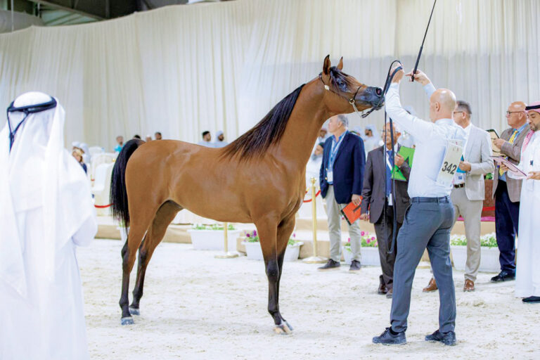 "فلاح الهواجر" يحقق أعلى معدل في اليوم الثالث للبطولة الوطنية للخيول العربية "المرابط الخاصة".