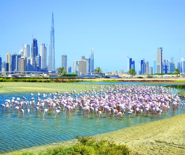 Impression,Of,The,Wildlife,Sanctuary,Ras,Al,Khor,With,Greater