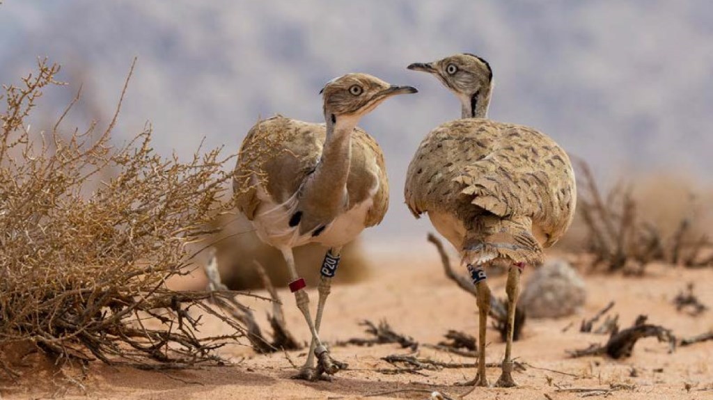 7af8f3b8-9b9b-487d-bff4-585503afb8bf