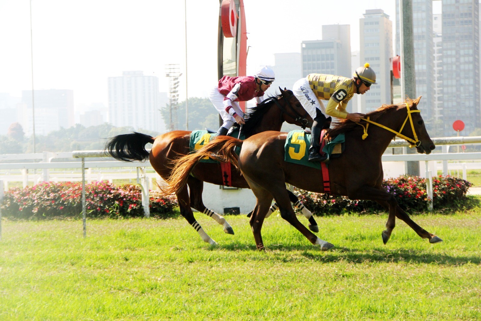 "المارد" و"نورمانديا" يتوجان بكأس الوثبة للخيول العربية في البرازيل .