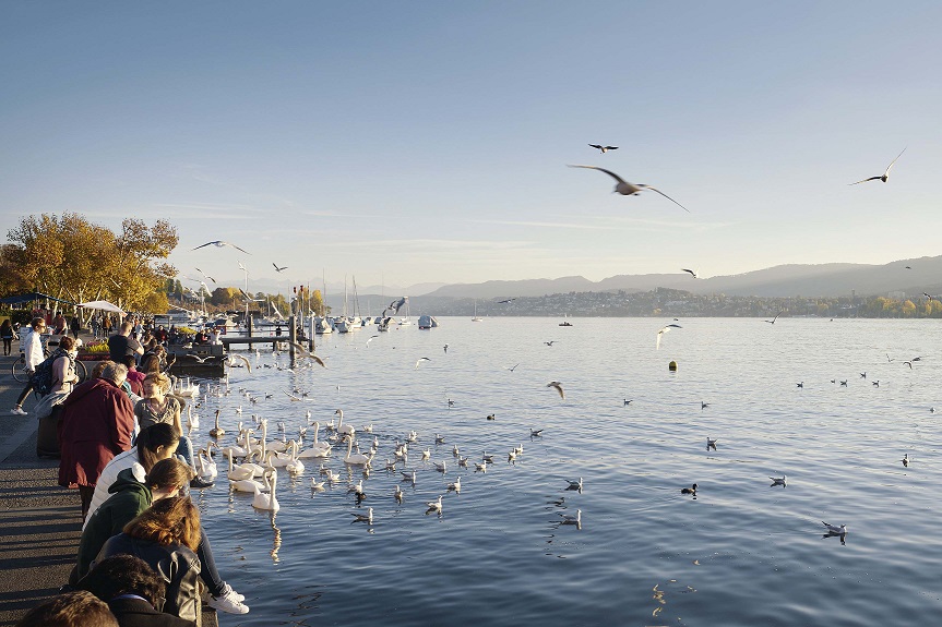 Zürichsee, Schwan, Möven, Quai