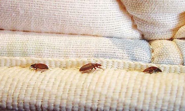 bed-bugs1-thegem-blog-timeline-large-730x438-1-1-730x438
