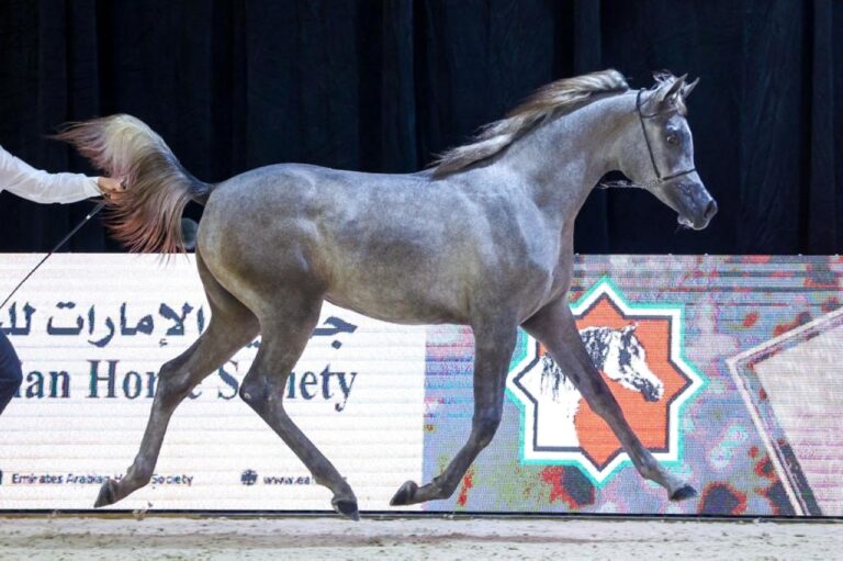 "خيول الأريام" تحرز " ثنائية" في افتتاح بطولة العرب لمربي الخيل