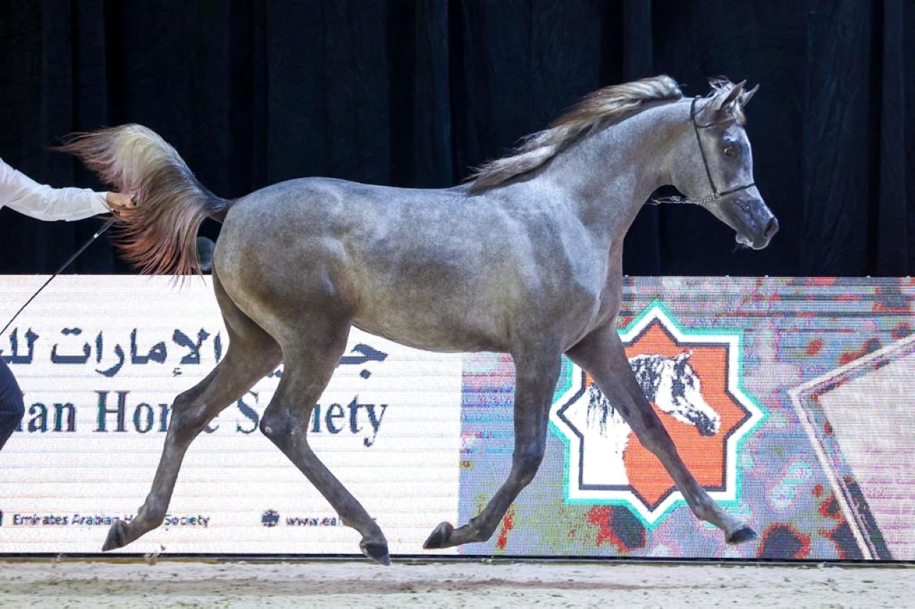 "خيول الأريام" تحرز " ثنائية" في افتتاح بطولة العرب لمربي الخيل