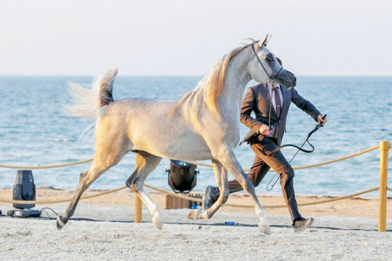 "ساهي الباهية" يسجل أعلى معدل في منافسات اليوم الثالث لبطولة الظفرة للخيل العربية