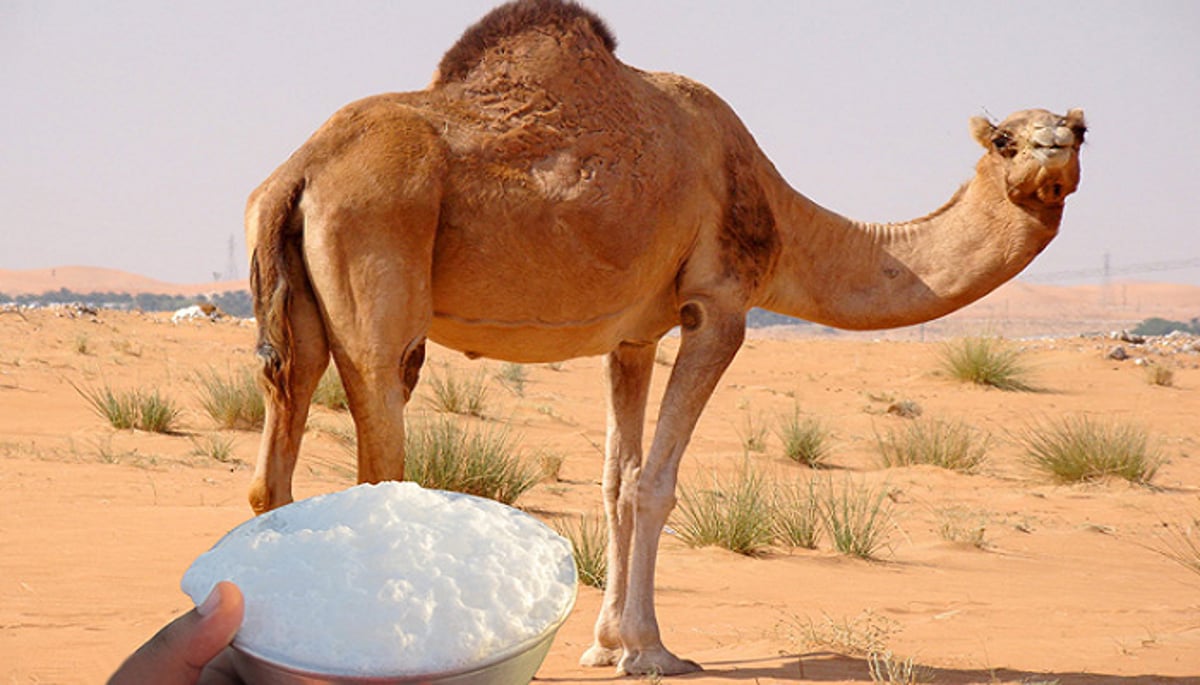 sabq_2024-02_0c640221-1fba-4ada-8b83-f2d9143dd805_78_133431_study_reveals_benefits_camel_milk_700x400