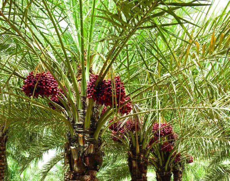 image - 2024-06-10T054820.658