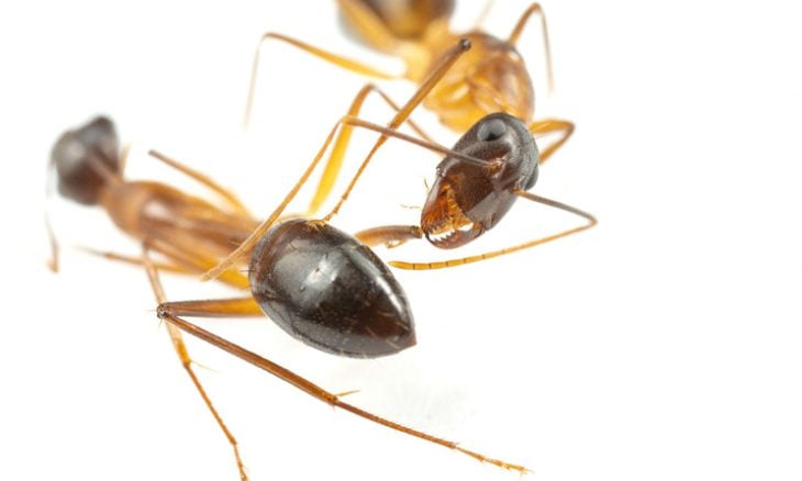 20240702144745reup-2024-07-02t144553z_1657616545_rc2xm0awqy4n_rtrmadp_3_science-ants.h-1-730x438