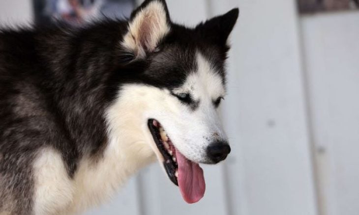 dog-husky-730x438
