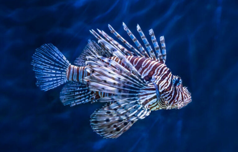 Lionfish.,Red,Lion,Fish,On,Contrast,Dark,Blue,Deep,Water.